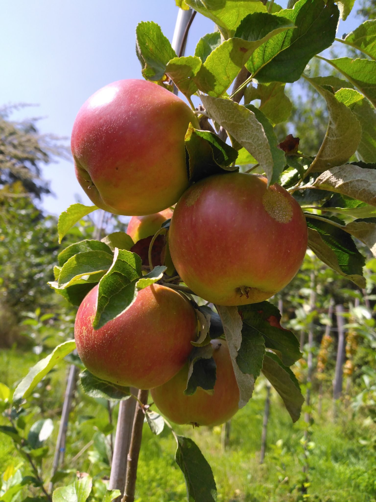 Sitemapcdatahttpshopmixel Thicoipeinfoarbre Fruitier 10 Lettresnull